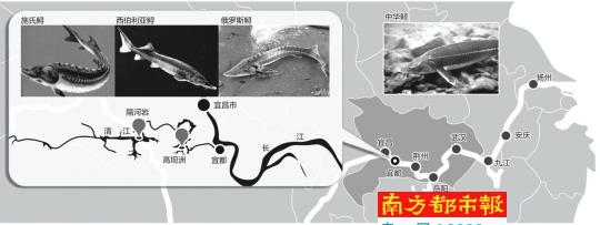 万吨养殖鲟鱼逃入长江后 纯种中华鲟或将消失(图)