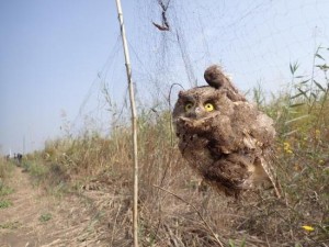 天津唐山现万米“网海” 挂网死鸟五千余只(组图)