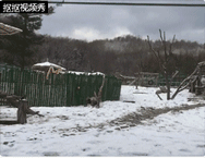 四川熊猫见到北方大雪激动成“狗” 满地翻滚(图)