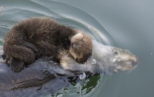 加州近海上 小海獭躺妈妈身上一起游泳炒鸡可爱