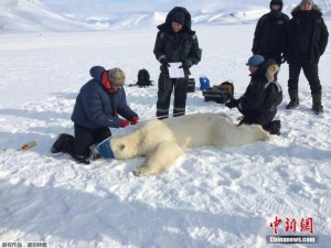 探访世界最北极地科考站：游客射杀北极熊(组图)