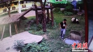 男子闯熊猫馆“约架”续：自己提裤逃脱 熊猫无恙