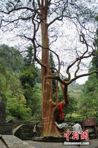 云南现600年“神奇”紫薇树 树洞内涌泉水(组图)