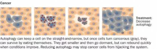 那个得诺贝尔奖的“自噬作用”有啥用？它能救命