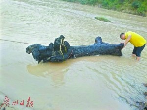 台风"海马"过境广东河源 意外送来4000年乌木(图)