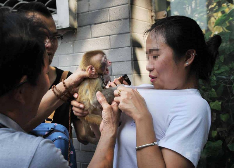 女游客与猴子合影：揽猴入怀却遭猴子袭胸(组图)