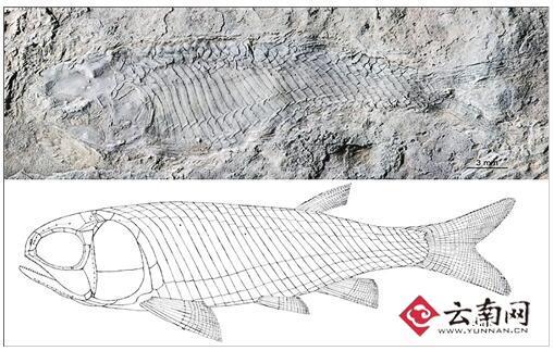 云南现最古老卵胎生新鳍鱼类化石  距今2.44亿年