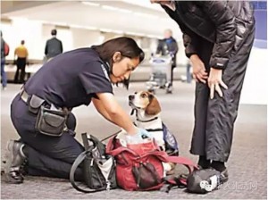 华男携真空包肉干入境遭警犬紧追 被罚款(图)