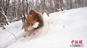 神农架降大雪 金丝猴雪地树丛嬉戏打雪仗(组图)