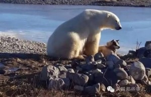 火遍全球的雪橇犬和北极熊 背后故事残酷(组图)