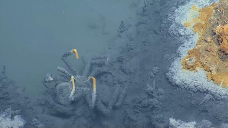 墨西哥湾海底“死亡之池”:生物进入必死无疑(图)