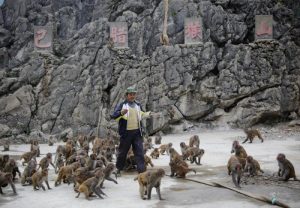 因猴子祸害庄稼村民修猴山养400只猴成"猴王"(图)