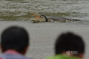 野生巨鳄惨遭轮胎套脖子 围观民众束手无策(组图)