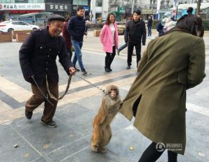 合肥公园现乞讨猴子 强抱人腿索要“拥抱费”(图)