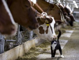 路透社眼里2016年最佳照片…熊猫宝宝又亮了…