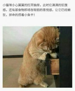 小猫私藏的小鱼干被收走 喵星人怀疑喵生…(图)