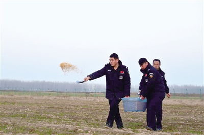 郑州向黄河湿地撒3吨玉米 帮鸟儿平安过冬 (图)