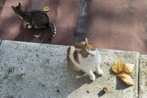 喵星人"占领"繁华街区 土耳其人一秒变猫奴(组图)