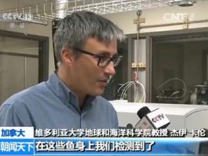 加拿大三文鱼检出放射性元素 或源自福岛核污染