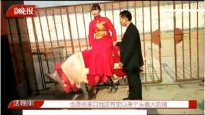 河北：猪倌娶媳妇儿 1260斤超大猪接新娘(组图)