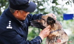 民警老白和他守护的“警犬养老院”(高清组图)