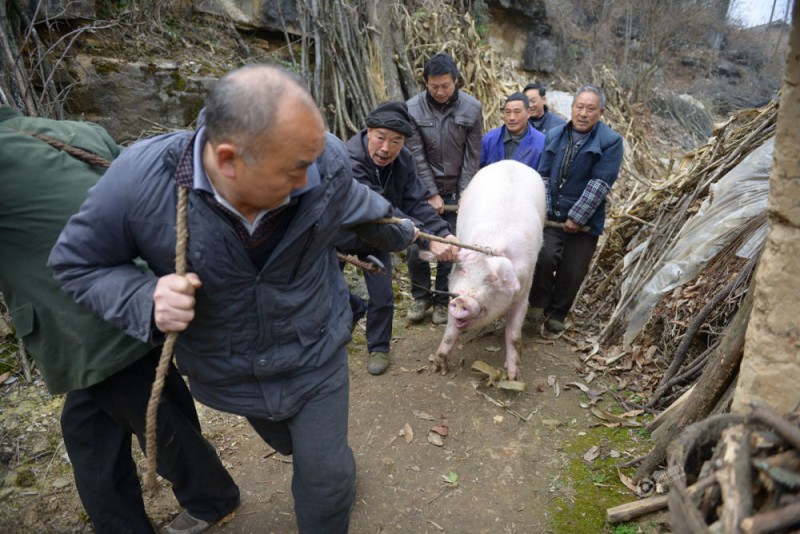 七旬老汉养出500斤“年猪王” 猪肉自留不卖(图)