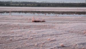 中国"死海"变成“玫瑰湖” 现大面积粉色硝花(图)