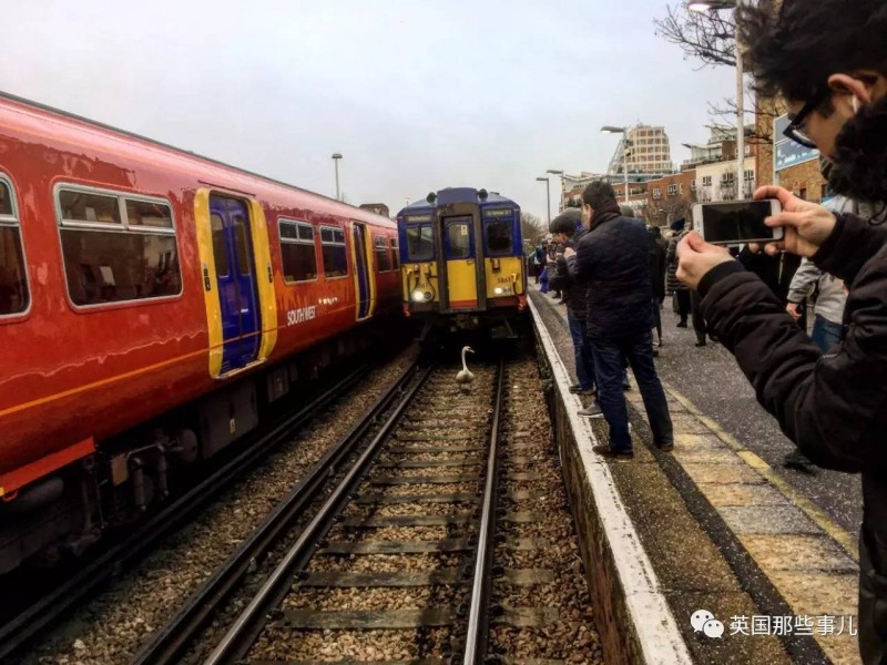 英国这列火车，用一个最不可能的方式晚点了(图)