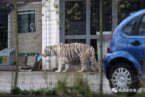 意大利街头惊现老虎 民众吓得要死还自拍看戏