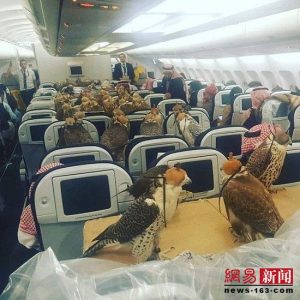 中东土豪王子为80只鹰购买飞机票,看呆旅客(组图)