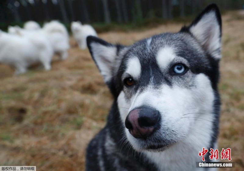 苏格兰雪橇犬赛 哈士奇显“表情帝”风采(组图)