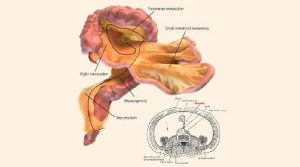 科学家发现人体“隐藏”的新器官 (图)