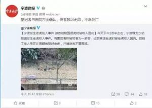 媒体评宁波老虎咬人事件:生命堪悯，规则当守(图)