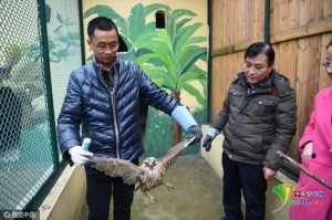 河南雾霾太严重猛禽觅食难 在田间饿晕了 (组图)