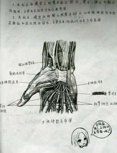 美女大学生手绘解剖图太逼真 网友:印的吧(图)