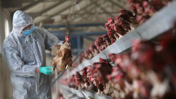 H7N9肆虐中国 一个月79人死 增幅近四倍(图)