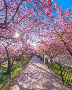 日本小镇8000棵樱花树同时开放 画面美哭了(组图)