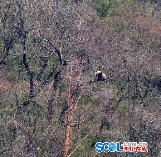 大熊猫“上树式求偶” 专家观察40分钟 (组图)