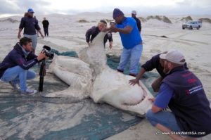 南非海滩现死亡大白鲨：或遭虎鲸捕杀(图)