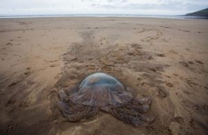 英国海滩现巨型水母犹如科幻片 吓坏当地人(组图)