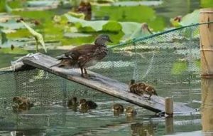 野生小鸳鸯找妈妈翻不过围网 西湖给它们搭了座桥