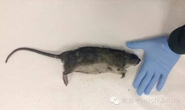 热帖：纽约巨鼠成灾，流浪汉被老鼠活活咬死