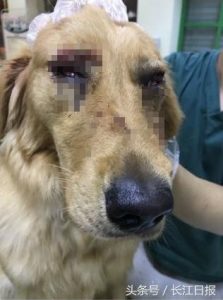 金毛犬托运被打重伤续：东航垫付5万救治费(组图)