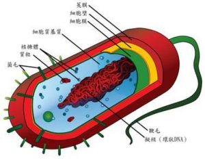 Nature：抗生素重大突破！新法战胜革兰氏阴性菌