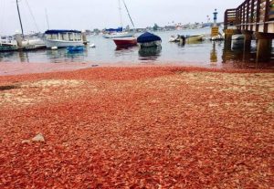 中国吃货又有福！美国海岸遭无数小龙虾入侵(图)