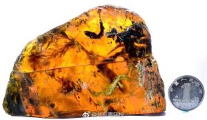 人类首次在琥珀中发现古雏鸟 距今9900万年(组图)