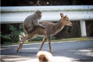 辣眼睛！日本公猴与母鹿"交配" 被科学家拍到(图)