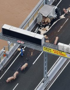 日本19头猪车祸中逃走 高速上走着走着啪啪啪了