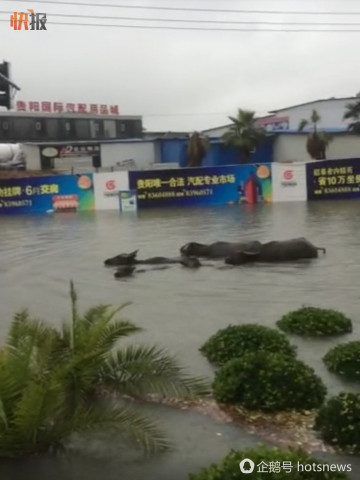 降雨致贵阳街道变“河” 水牛在街头游泳(图)