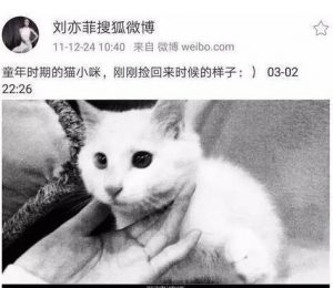 刘亦菲家后院首次曝光 养40多只猫场面壮观 (图)